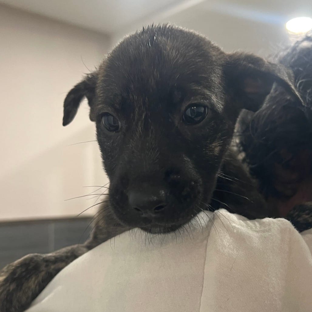 Photo of Cinnamon, adoptable Shepherd / Mix in San Francisco, California