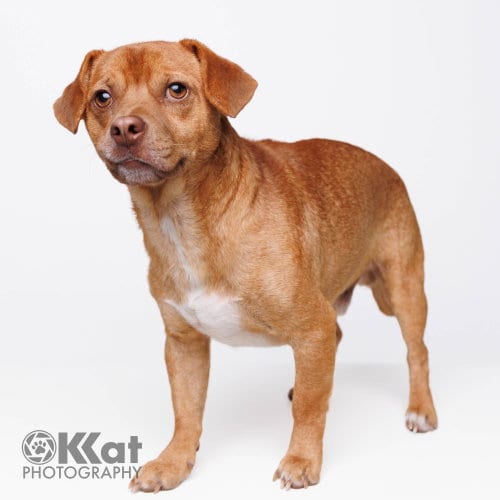 Photo of Oakley, adoptable Dachshund in Crescent, Oklahoma