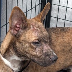 Photo of Claude, adoptable Husky Shepherd (Unknown Type) in Lakeland, Florida