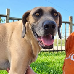 Photo of Boone, adoptable Hound (Unknown Type) in Chattanooga, Tennessee