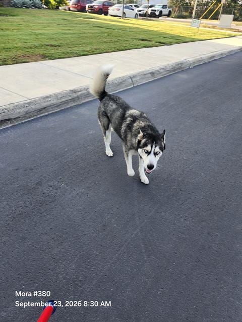 Photo of Apollo, adoptable Husky in San Antonio, Texas