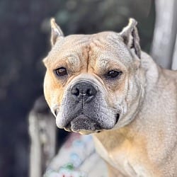 Photo of Brie Bear, adoptable American Staffordshire Terrier in Valley Glen, California