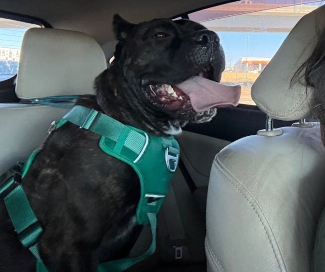 Photo of Nyx, adoptable Cane Corso in Colorado Springs, Colorado