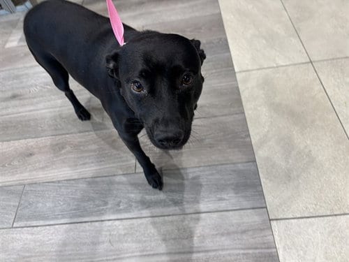 Photo of Saydee, adoptable Labrador Retriever in Garland, Texas