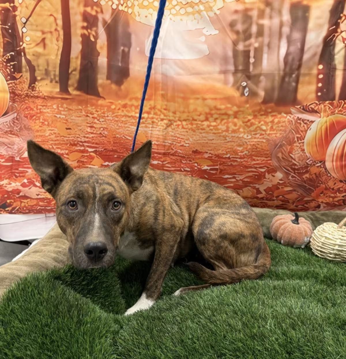Photo of Imogen, adoptable American Pit Bull Terrier in Porterville, California