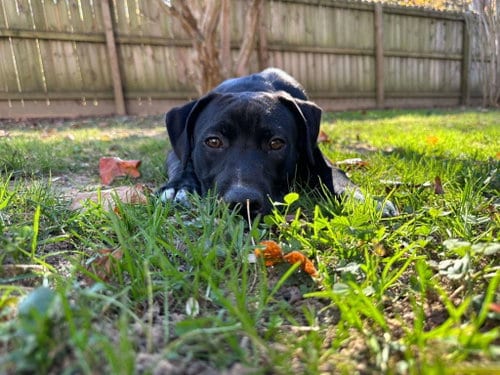 Photo of Sebastian aka Sea Bass, adoptable Labrador Retriever in Holly Springs, North Carolina