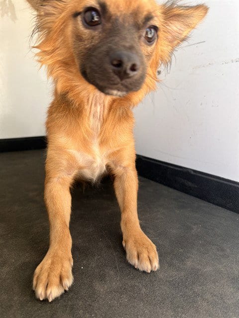 Photo of A170257, adoptable Pomeranian in Bakersfield, California