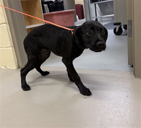 Photo of Flareon, adoptable Labrador Retriever in Sanford, Florida