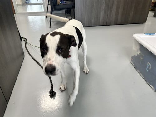 Photo of Kahlesee, adoptable Labrador Retriever in Ocala, Florida