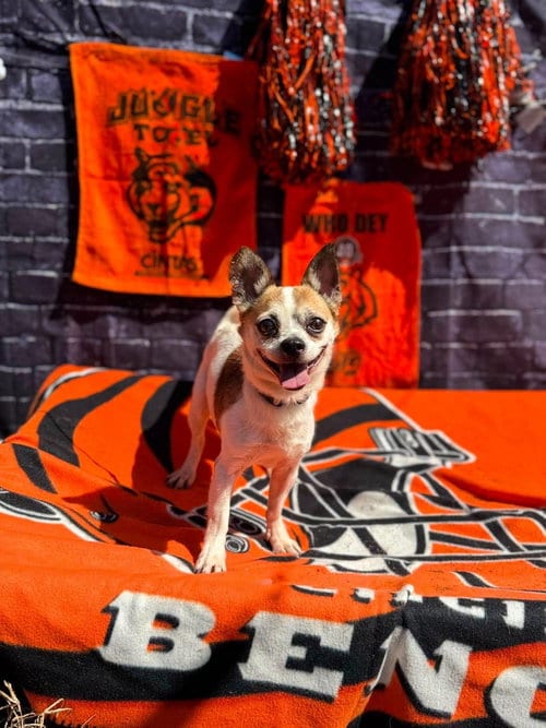 Photo of Bugsy, adoptable Chihuahua in Cincinnati, Ohio