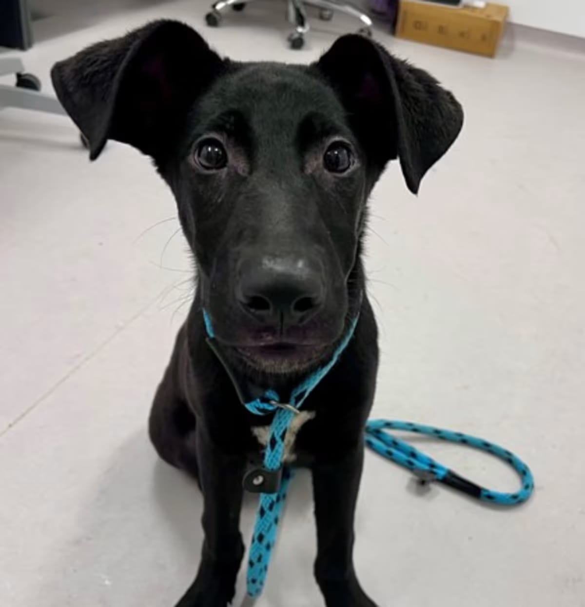 Photo of Fiyero, adoptable German Shepherd Dog in Frederick, Maryland