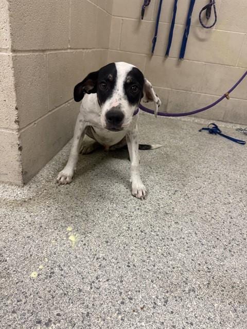 Photo of Poindexter, adoptable Australian Cattle Dog/Blue Heeler in Conroe, Texas