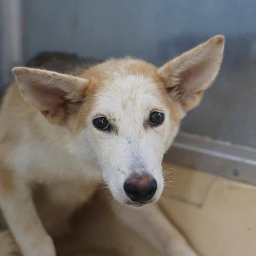 Photo of Canela, adoptable Siberian Husky in San Antonio, Texas