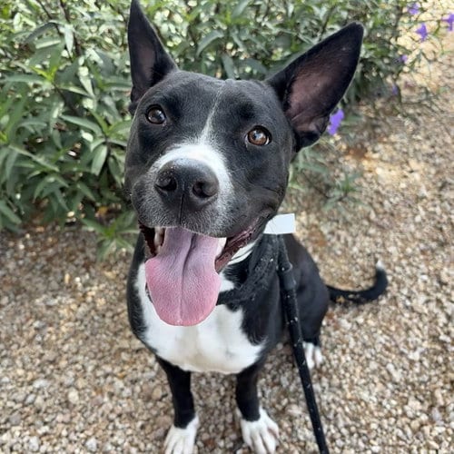 Photo of Pepper, adoptable Labrador Retriever in Mesa, Arizona