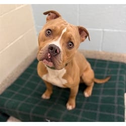 Photo of Rico, adoptable American Bulldog in Brighton, Colorado