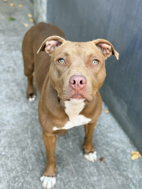 Photo of Fannie, adoptable American Pit Bull Terrier in Chicago, Illinois
