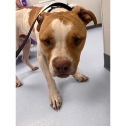 Photo of Vinny, adoptable Mixed Breed (Medium) in Maumee, Ohio