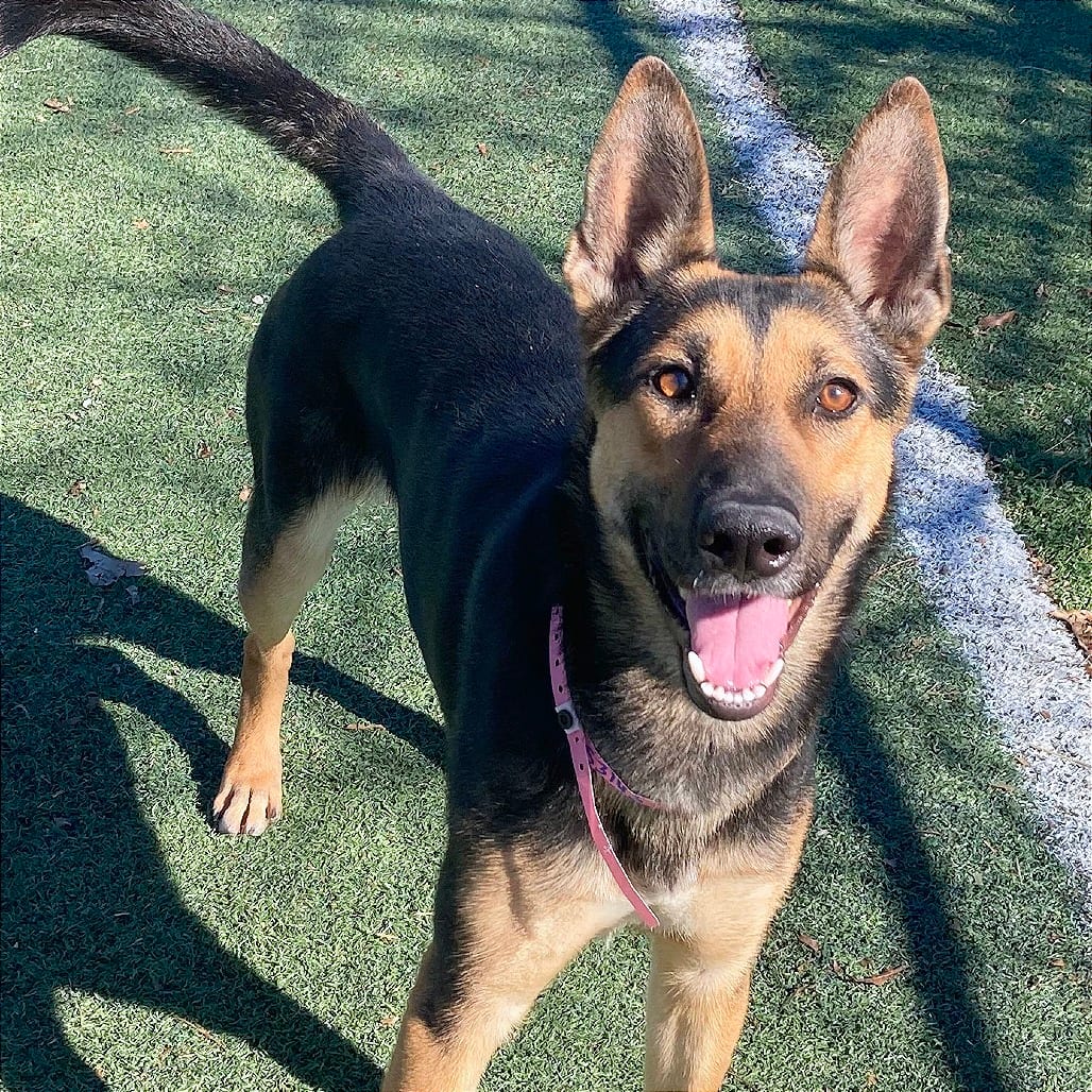 Photo of Sunstorm, adoptable Mixed Breed (Medium)