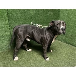 Photo of Wiggles, adoptable American Pit Bull Terrier in Lancaster, California