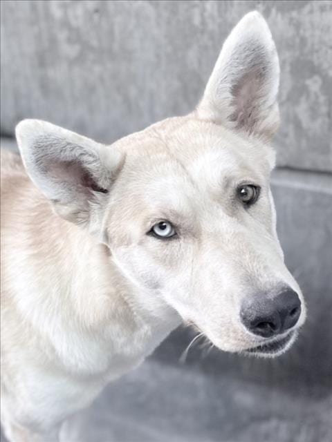 Photo of Laverne, adoptable German Shepherd Dog in Los Angeles, California