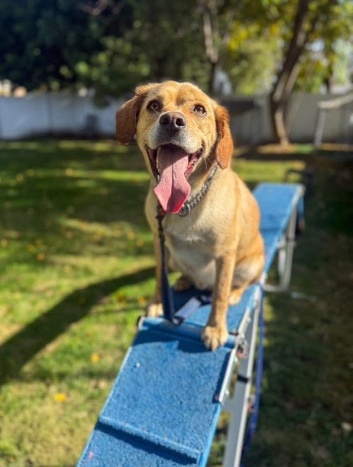Photo of Connor, adoptable Labrador Retriever in San Diego, California