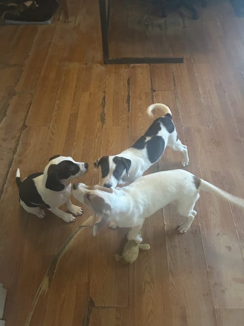 Photo of Helen-Beagle...See cousin Mailo, adoptable Beagle in Apple Valley, California