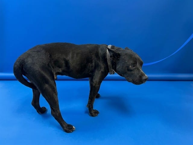 Photo of Pee Wee, adoptable Terrier mix in Miami, Florida