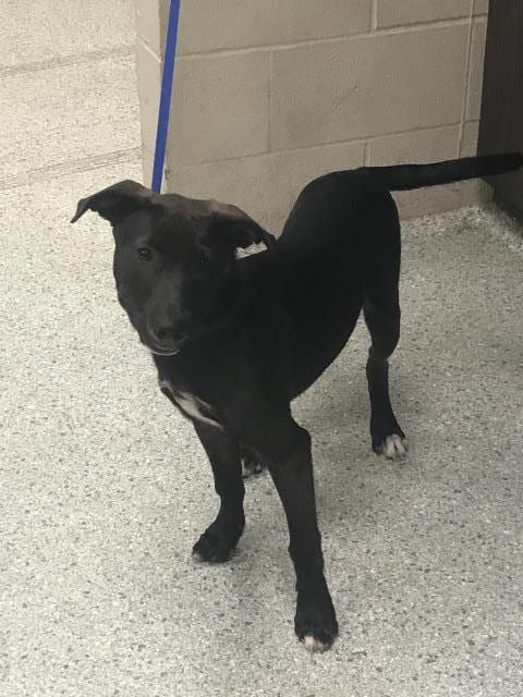 Photo of Lesley, adoptable Labrador Retriever in Conroe, Texas