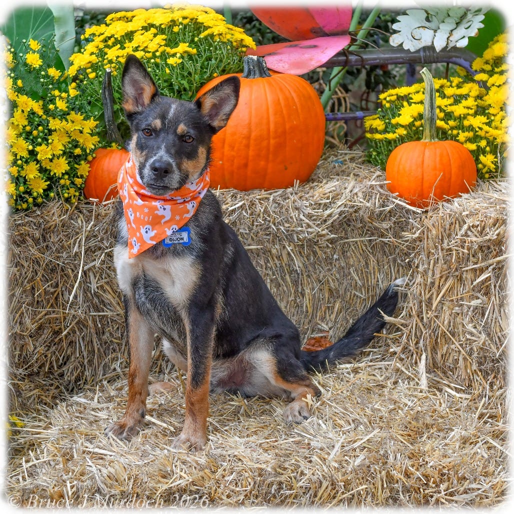 Photo of Dijon, adoptable Cattle Dog, Australian (Blue Heeler) in Wake Forest, North Carolina