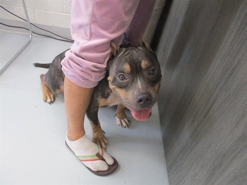 Photo of Lobster, adoptable American Bulldog in Ocala, Florida