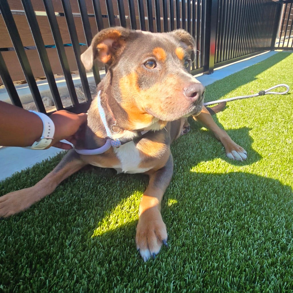 Photo of Princesa (Penny), adoptable Terrier, American Pit Bull in Spartanburg, South Carolina