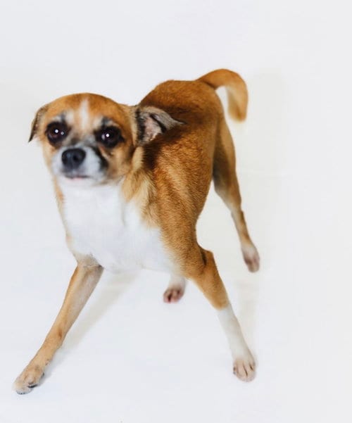 Photo of Pokey, adoptable Chihuahua in York, South Carolina