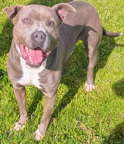 Photo of Clyde, adoptable Pit Bull Terrier in Akron, Ohio