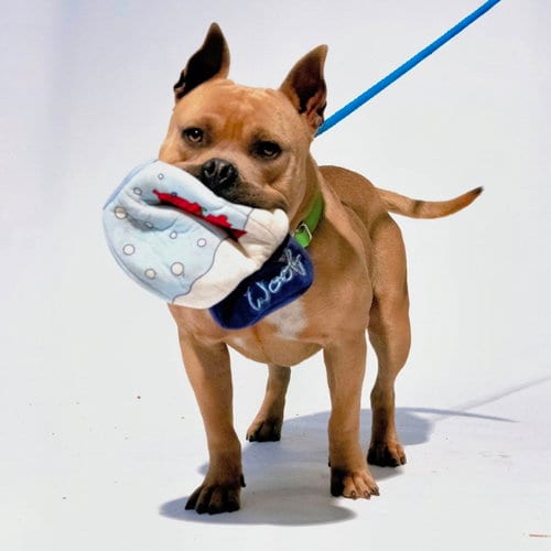 Photo of Rye, adoptable Pit Bull Terrier in Oakland, California