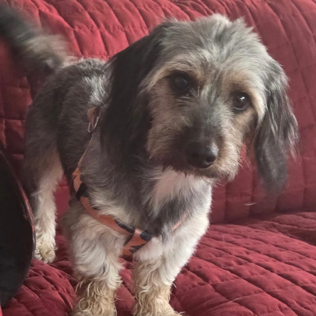 Photo of Dory, adoptable Terrier, Yorkshire, Yorkie / Dachshund in Oceanside, California