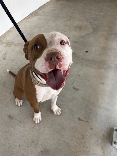 Photo of King, adoptable Pit Bull Terrier in Miami, Florida