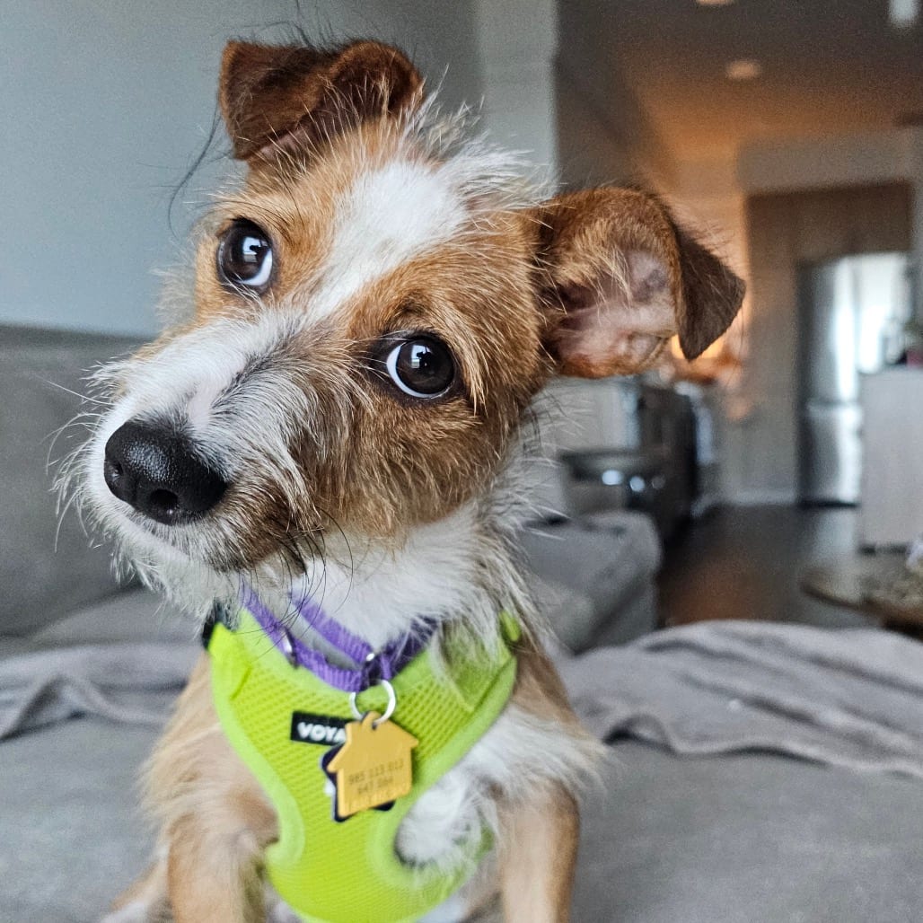 Photo of Jordan, adoptable Terrier / Mixed Breed (Small) in San Francisco, California