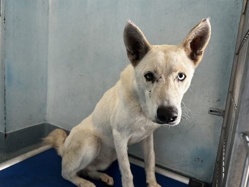 Photo of Kobe, adoptable Husky in Baldwin Park, California