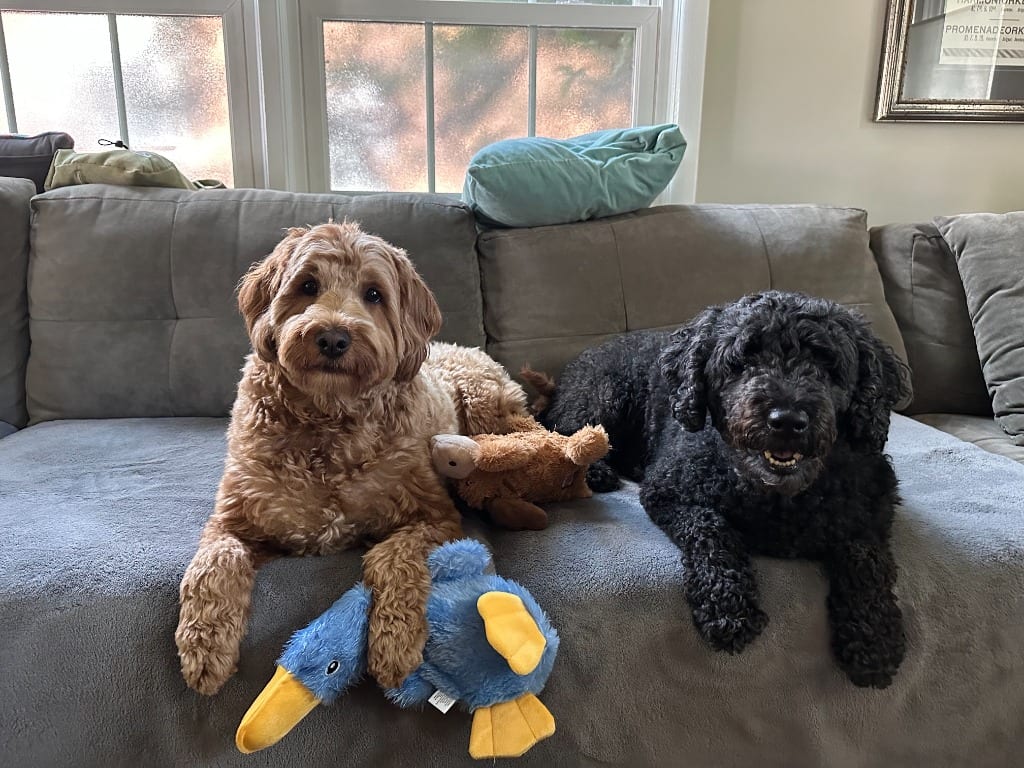 Photo of Rosie BONDED w/JUNO, adoptable Golden Retriever in West Bloomfield, Michigan