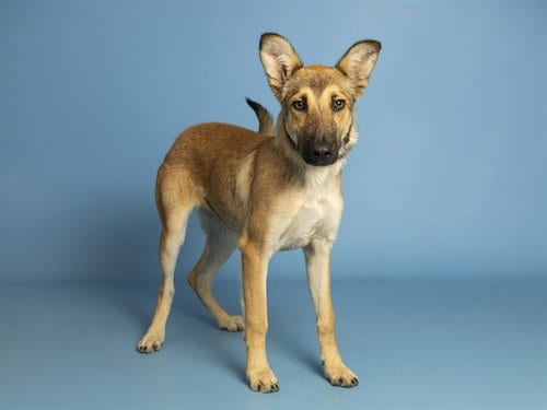 Photo of Dory, adoptable German Shepherd Dog in Phoenix, Arizona