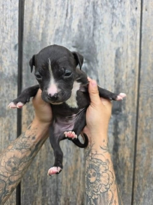 Photo of SR Puppy 11/21, adoptable American Pit Bull Terrier in Frankenmuth, Michigan