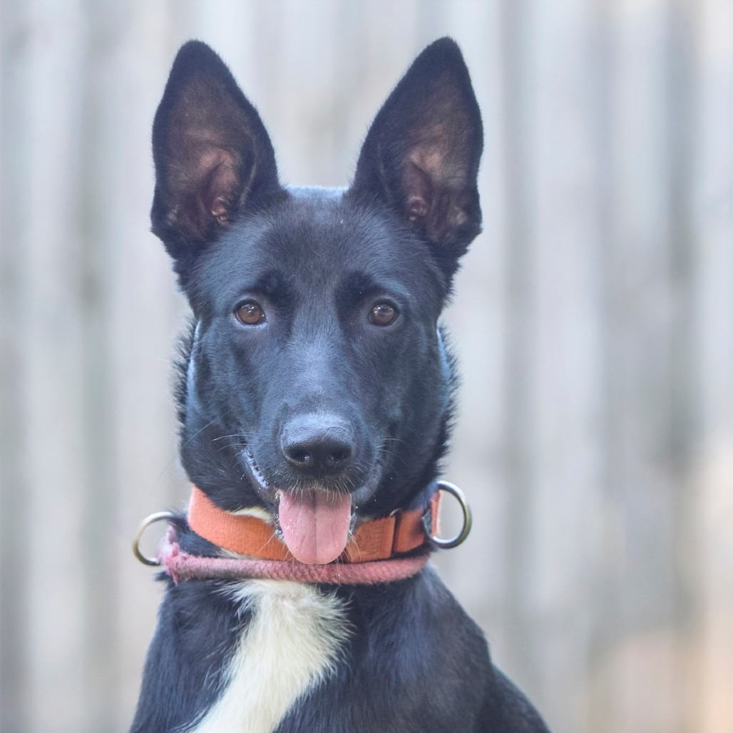 Photo of Sasha, adoptable Mixed Breed (Medium) in Summerville, South Carolina