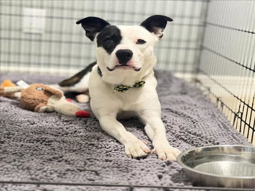 Photo of Jack Sparrow, adoptable Staffordshire Bull Terrier in Houston, Texas