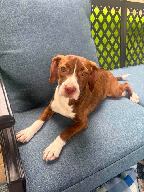 Photo of Matilda, adoptable Beagle in Omaha, Nebraska