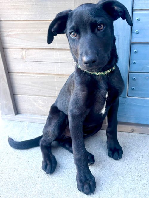 Photo of Wunder, adoptable Labrador Retriever in Sandy, Utah