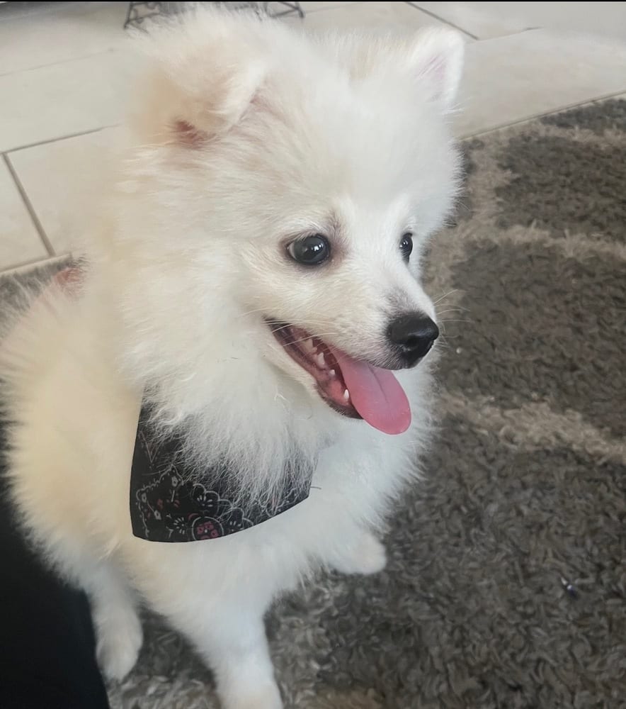 Photo of Milo, adoptable Pomeranian in Dana Point, California
