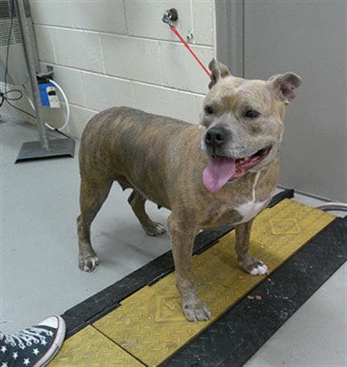 Photo of Dixie, adoptable Terrier in Sanford, Florida