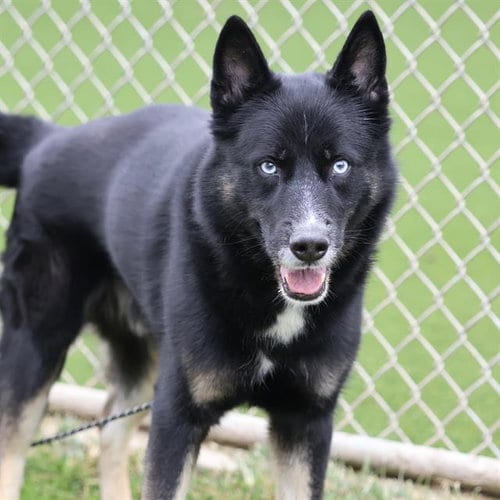 Photo of Maverick, adoptable Siberian Husky in Modesto, California