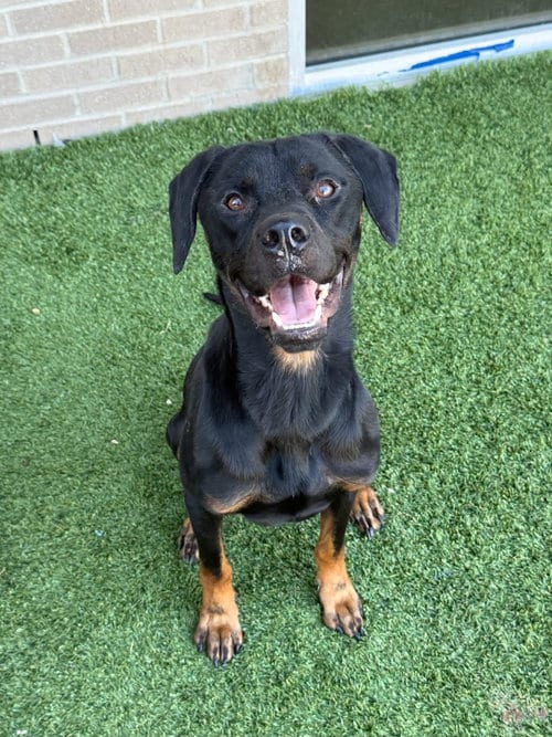 Photo of Brody, adoptable Rottweiler in NEWPORT NH, New Hampshire