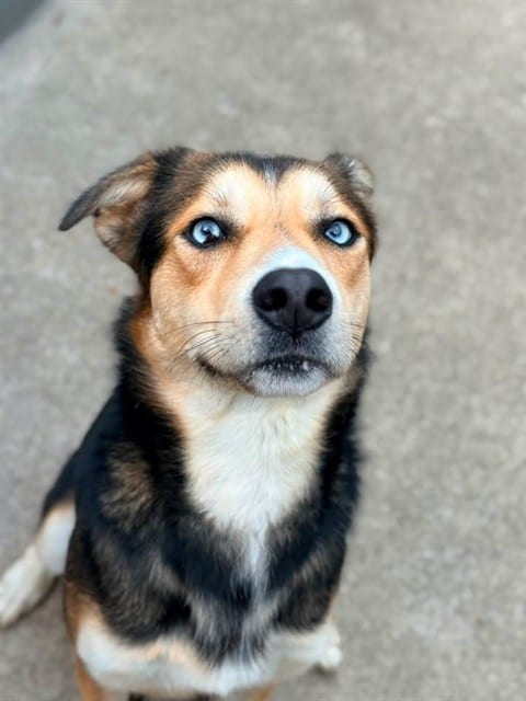 Photo of Bluey, adoptable German Shepherd Dog mix in Chicago, Illinois